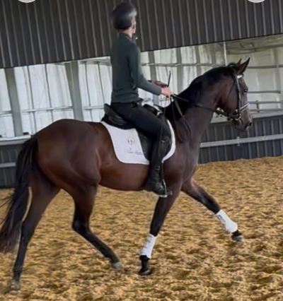Danson Springbok